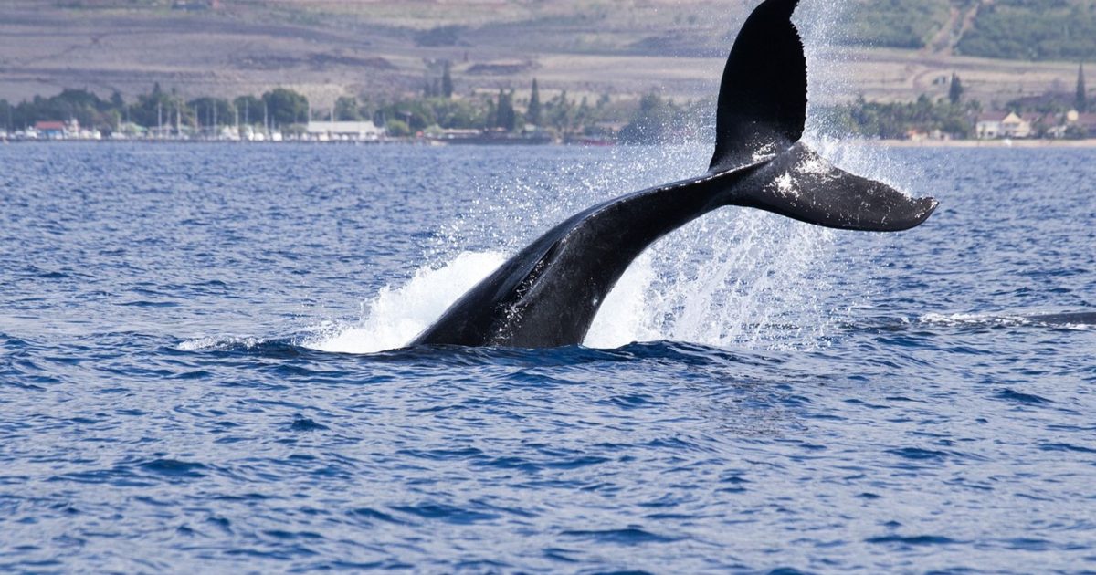 Bitcoin Whales on Hyperliquid Build Long Positions Amid Negative Funding Rates