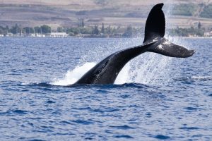Bitcoin Whales on Hyperliquid Build Long Positions Amid Negative Funding Rates