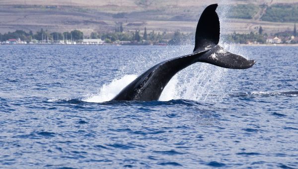 Bitcoin Whales on Hyperliquid Build Long Positions Amid Negative Funding Rates